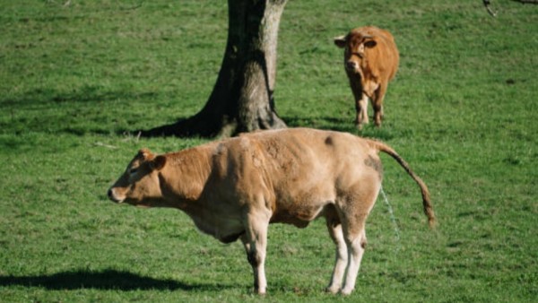 Seekor sapi di tengah savana.