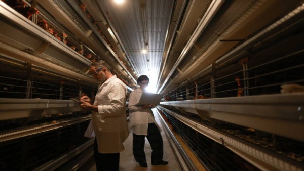 Petugas kesehatan memeriksa area kandang unggas untuk memastikan tidak ada penularan lanjutan flu burung.