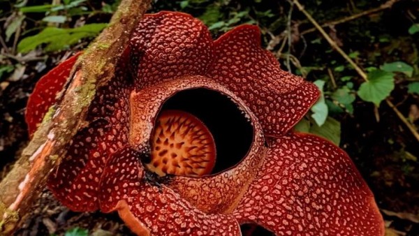 Seorang pemandu lapangan dan tim ilmuwan Universitas Oxford memotret Rafflesia hasseltii yang baru mekar di hutan Sumatera, setelah pencarian panjang selama bertahun-tahun.