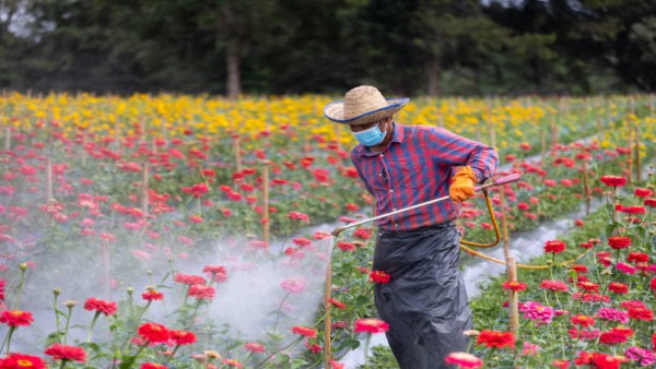 Ilustrasi pekerja pertanian menggunakan pestisida yang dikaitkan dengan risiko kanker kolorektal usia muda.