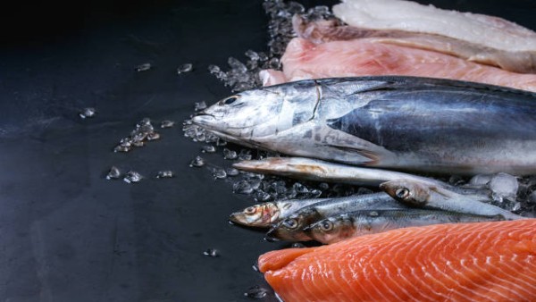 Ilustrasi berbagai jenis ikan sehat seperti salmon, tuna, sarden, dan makarel yang kaya omega-3 untuk mendukung kesehatan otak, fokus, dan daya ingat.
