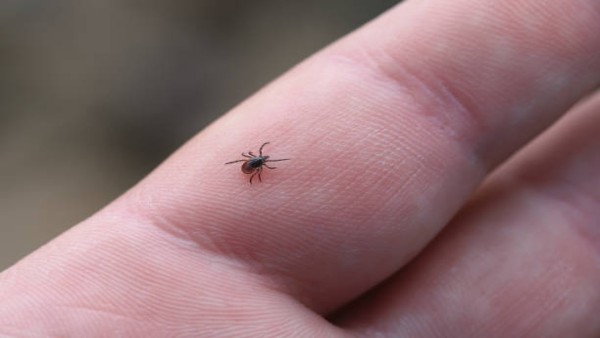 Kutu rusa (deer tick) yang dikenal sebagai salah satu pembawa utama penyakit Lyme. Meningkatnya suhu global membuat aktivitas kutu semakin tinggi dan memperluas wilayah penyebarannya.