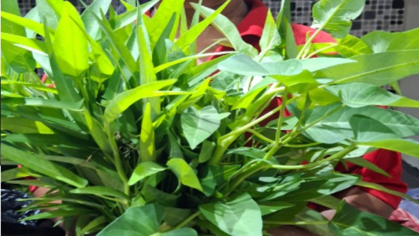Kangkung