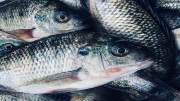 Ikan Mujair (SUMBER:digitani.ipb.ac.id)